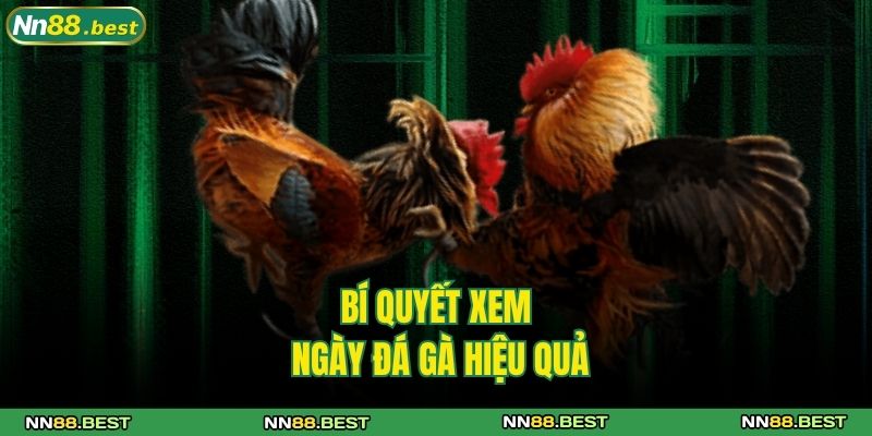 Bí Quyết Xem Ngày Đá Gà Hiệu Quả Mách Bởi Các Cao Thủ NN88 4 Bí quyết xem ngày đá gà hiệu quả