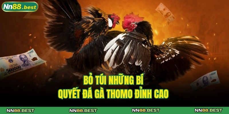 Đá Gà Thomo NN88 - Trò Chơi Cá Cược Đình Đám Siêu Cuốn 4 Bỏ túi những bí quyết đá gà Thomo đỉnh cao