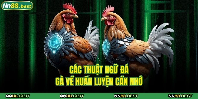 Các Thuật Ngữ Đá Gà Chuẩn Nhất Tại NN88 Cho Người Mới 3 Các thuật ngữ đá gà về huấn luyện cần nhớ