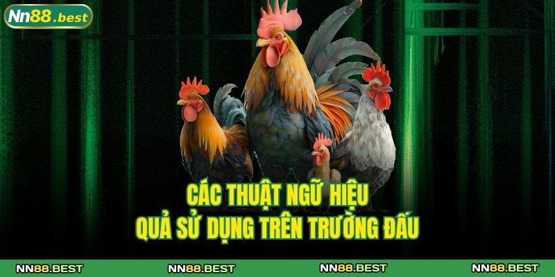 Các Thuật Ngữ Đá Gà Chuẩn Nhất Tại NN88 Cho Người Mới 4 Các thuật ngữ hiệu quả sử dụng trên trường đấu