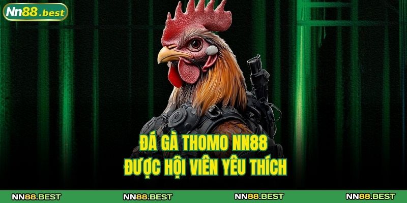 Đá Gà Thomo NN88 - Trò Chơi Cá Cược Đình Đám Siêu Cuốn 2 Đá gà Thomo NN88 được hội viên yêu thích