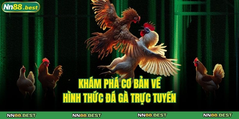 Các Thuật Ngữ Đá Gà Chuẩn Nhất Tại NN88 Cho Người Mới 2 Khám phá cơ bản về hình thức đá gà trực tuyến