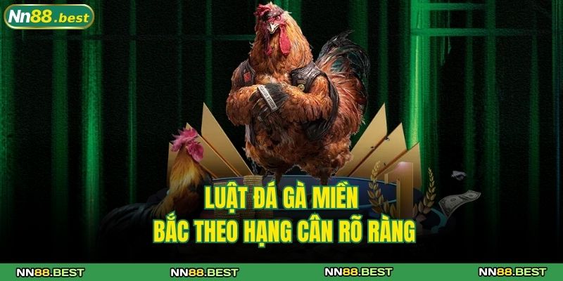 Luật Đá Gà Miền Bắc Chuẩn Trong Từng Trận Đấu Lớn Nhỏ 3 Luật đá gà miền Bắc theo hạng cân rõ ràng