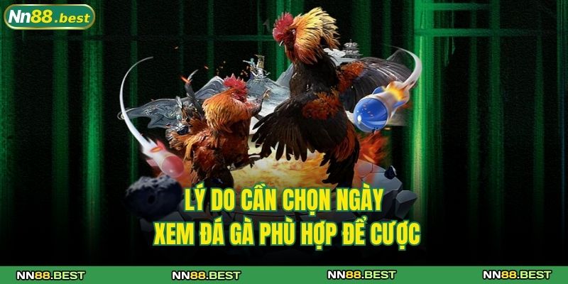 Bí Quyết Xem Ngày Đá Gà Hiệu Quả Mách Bởi Các Cao Thủ NN88 2 Lý do cần chọn ngày xem đá gà phù hợp để cược