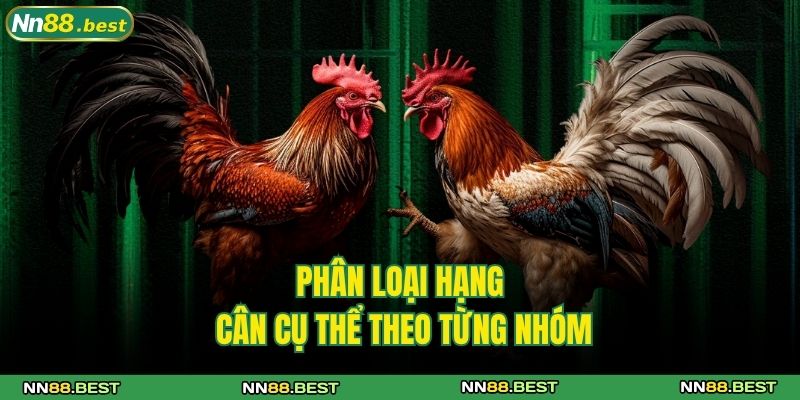 Đá Gà Thomo NN88 - Trò Chơi Cá Cược Đình Đám Siêu Cuốn 3 Phân loại hạng cân cụ thể theo từng nhóm